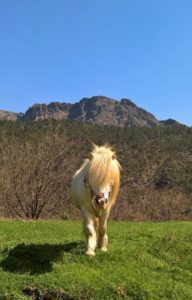 Un Pony della fattoria de “la Grilla”